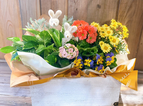 観葉・鉢物（Plants）